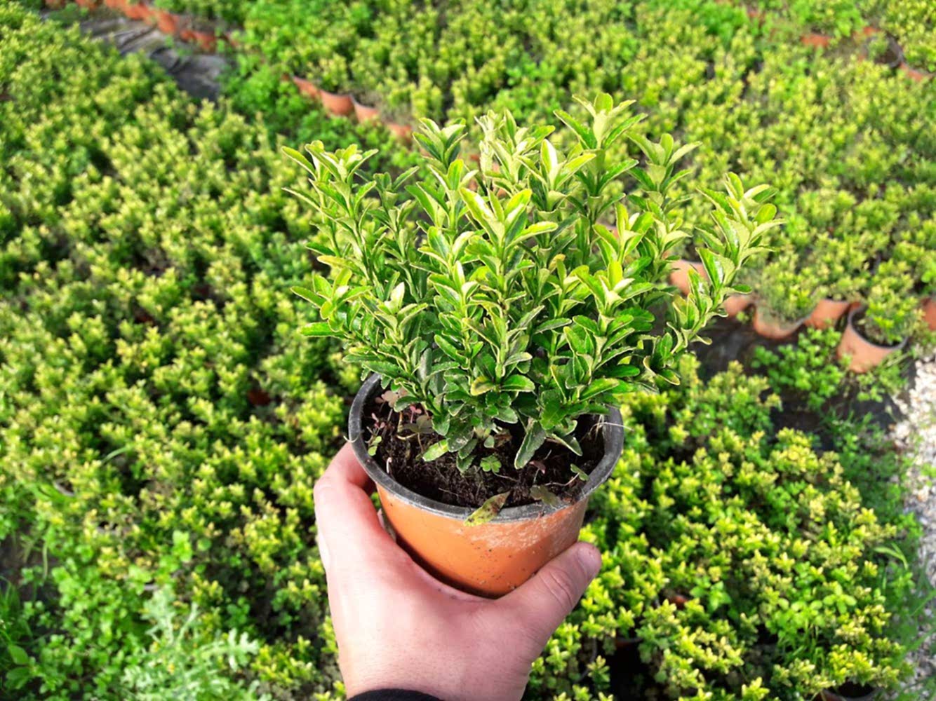 Altuni Çıtır Taflan (Euonymus microphyllus ‘Pulchellus Aureus’) Nedir? | Özellikleri, Bakımı ve Yetiştirilmesi