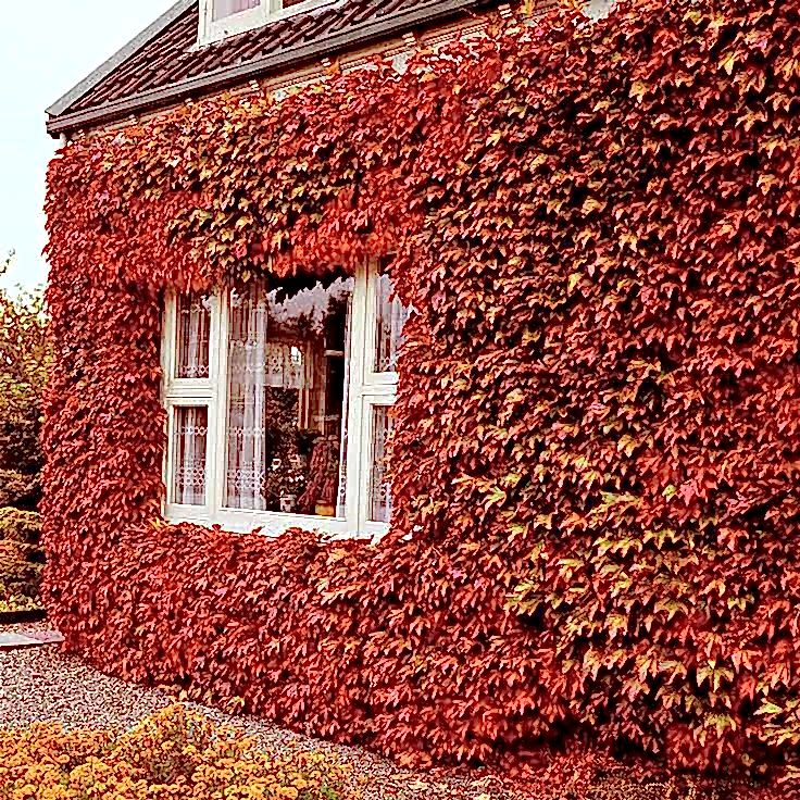 Amerikan Sarmaşığı (Parthenocissus quinquefolia) Nedir? | Özellikleri, Bakımı ve Yetiştirilmesi