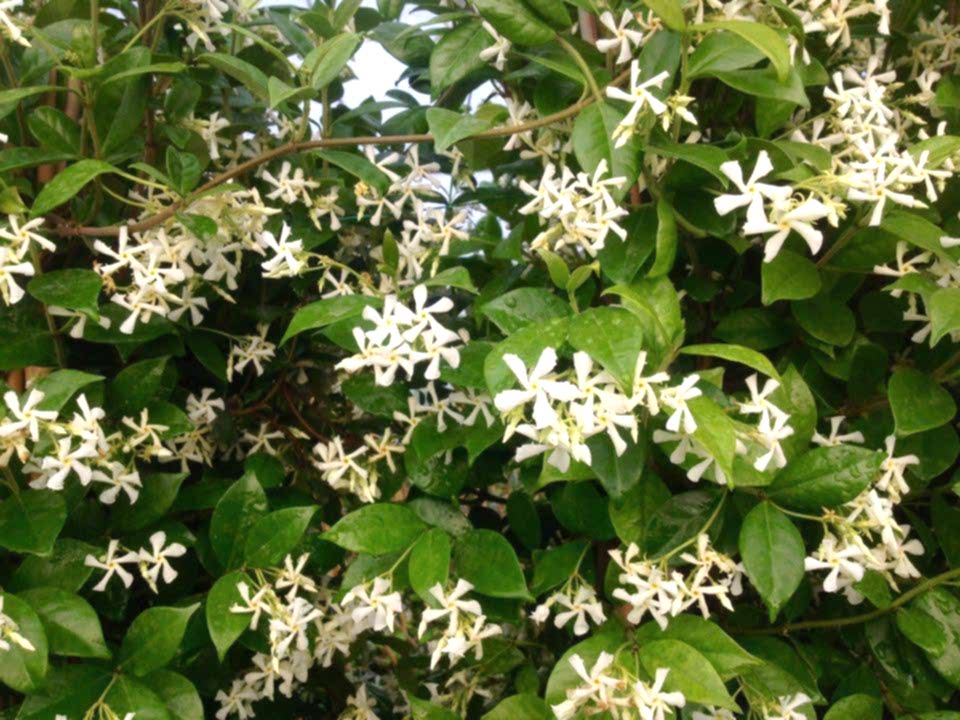 Arap Yasemini (Rhyncospermum jasminoides) Nedir? | Özellikleri, Bakımı ve Yetiştirilmesi