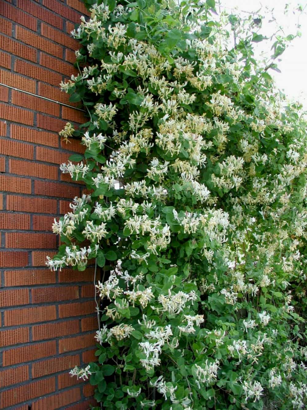 Hanımeli Sarmaşığı (Lonicera japonica) Nedir? | Özellikleri, Bakımı ve Yetiştirilmesi