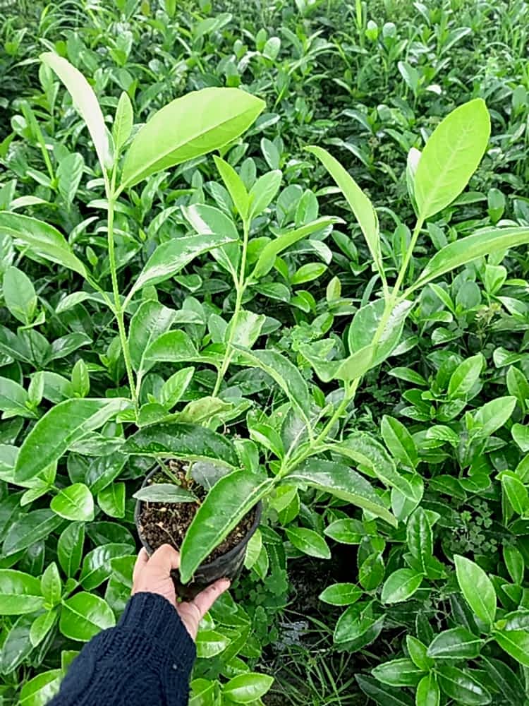 Kartopu (Viburnum Lucidum) Nedir? | Özellikleri, Bakımı ve Yetiştirilmesi