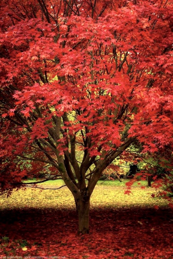 Kırmızı Amerikan Meşesi (Quercus Rubra) Nedir? | Özellikleri, Bakımı ve Yetiştirilmesi