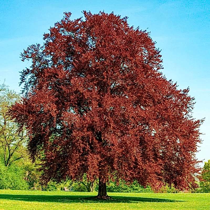Kırmızı Kayın (Fagus sylvatica Atropurpurea) Nedir? | Özellikleri, Bakımı ve Yetiştirilmesi