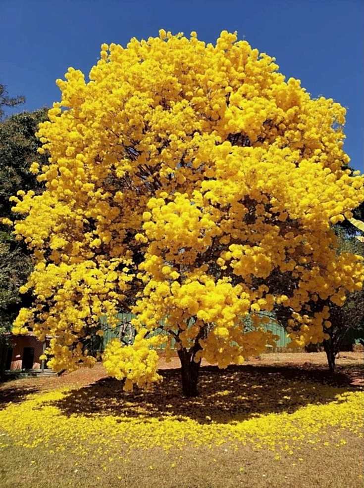 Mabet Ağacı (Ginkgo Biloba) Nedir? | Özellikleri, Bakımı ve Yetiştirilmesi
