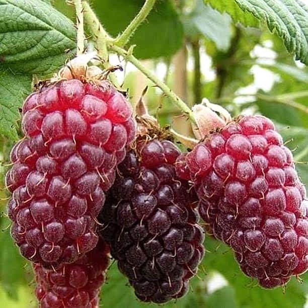 Ahududu Frambuaz Fidanı 2 Yaş Tüplü