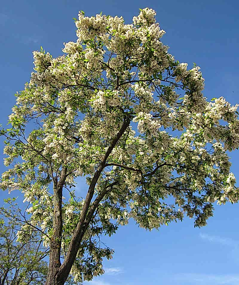 akasya-fidani-beyaz-cicekli-akasya-100-150-cm_2.jpg?v=1715243189