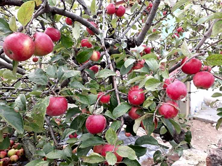 Amasya (Misket) Elma Fidanı 3 Yaş Tüplü ve Aşılı