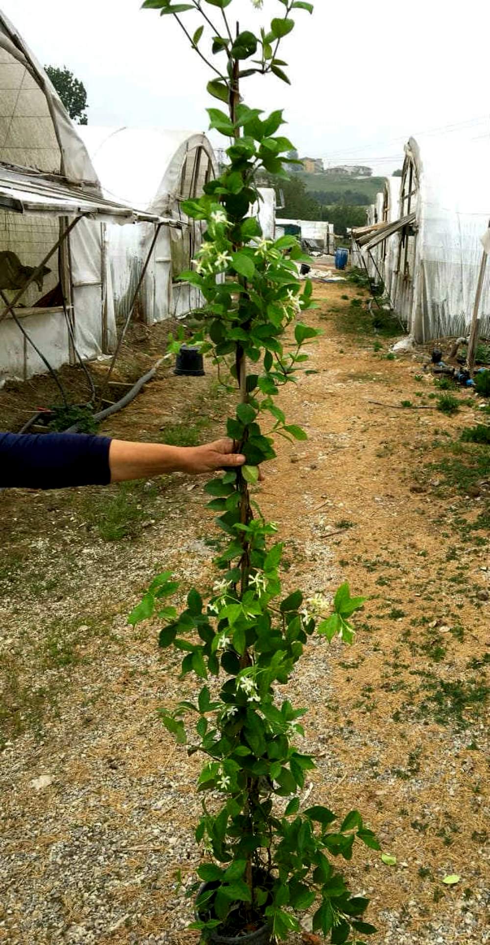 ARAP YASEMİNİ BÜYÜK BOY 2-2.5 METRE - ÇİÇEKLİ KOKULU SARILICI BİTKİ