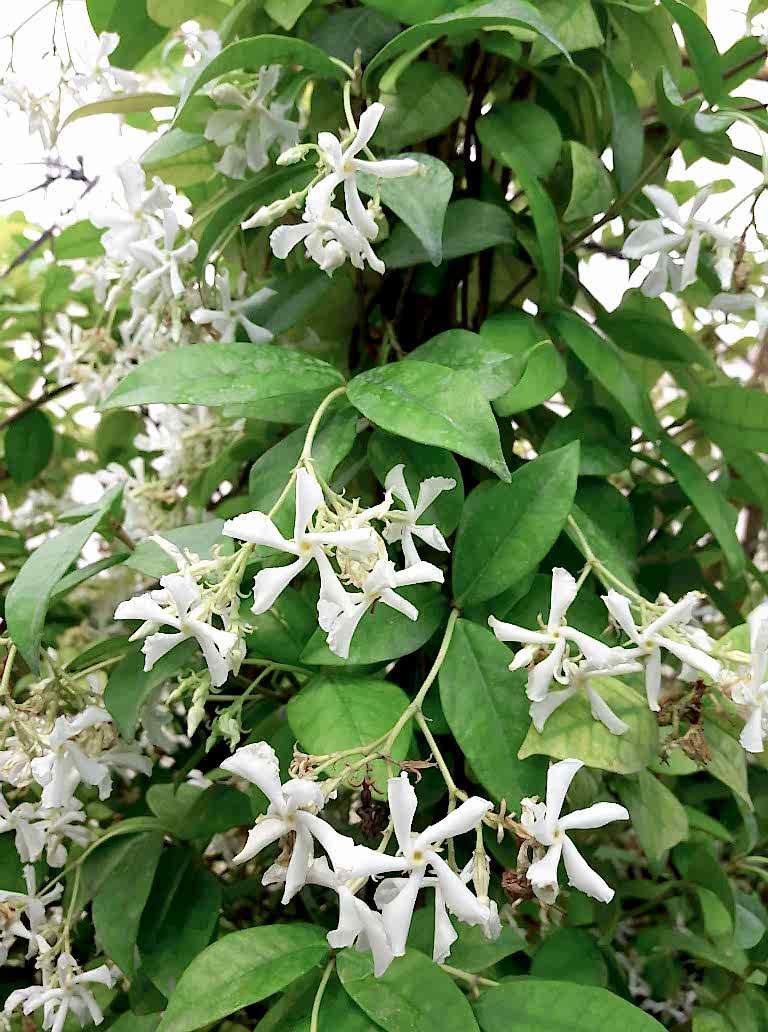 ARAP YASEMİNİ PERGOLA FORMLU 40-60 CM