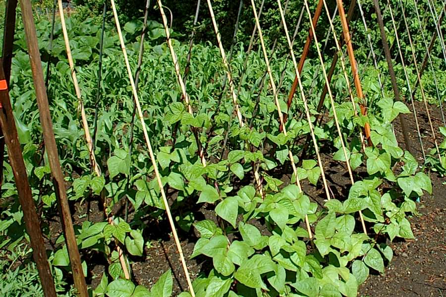 BAMBU BİTKİ DESTEK ÇUBUĞU 180 CM 50 ADET