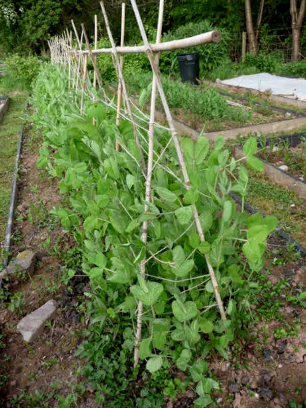 BAMBU BİTKİ DESTEK ÇUBUĞU 180 CM 50 ADET