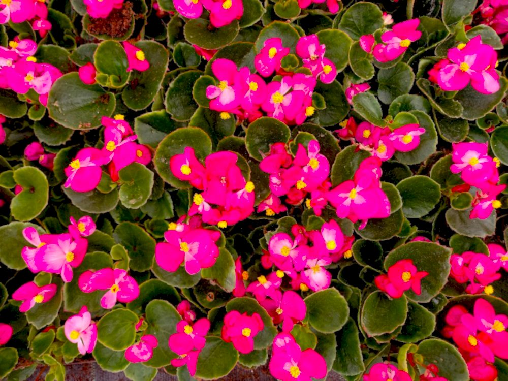 BEGONYA ÇİÇEĞİ 45 ADET - PEMBE RENK