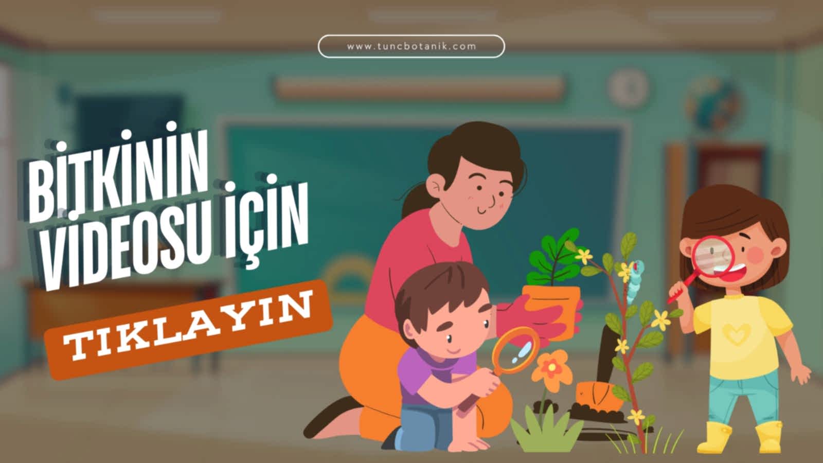 ŞİMŞİR ROTUNDİFOLİA 3 ADET PAKET - 4 MEVSİM YEŞİL ÇİT BİTKİSİ