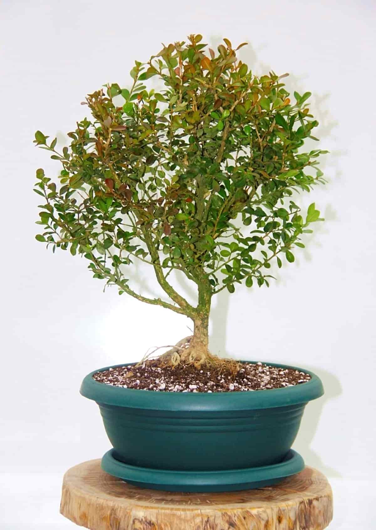 BONSAİ BUXUS - 7 YAŞINDA HEDİYELİK BONSAİ AĞACI