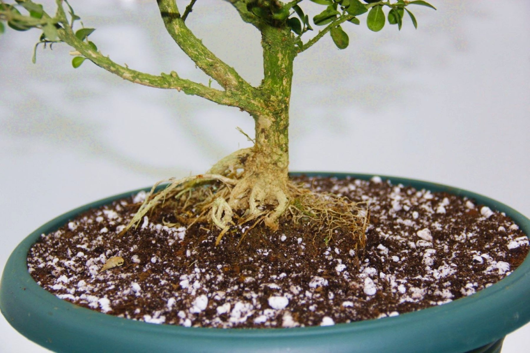 BONSAİ BUXUS - 7 YAŞINDA HEDİYELİK BONSAİ AĞACI