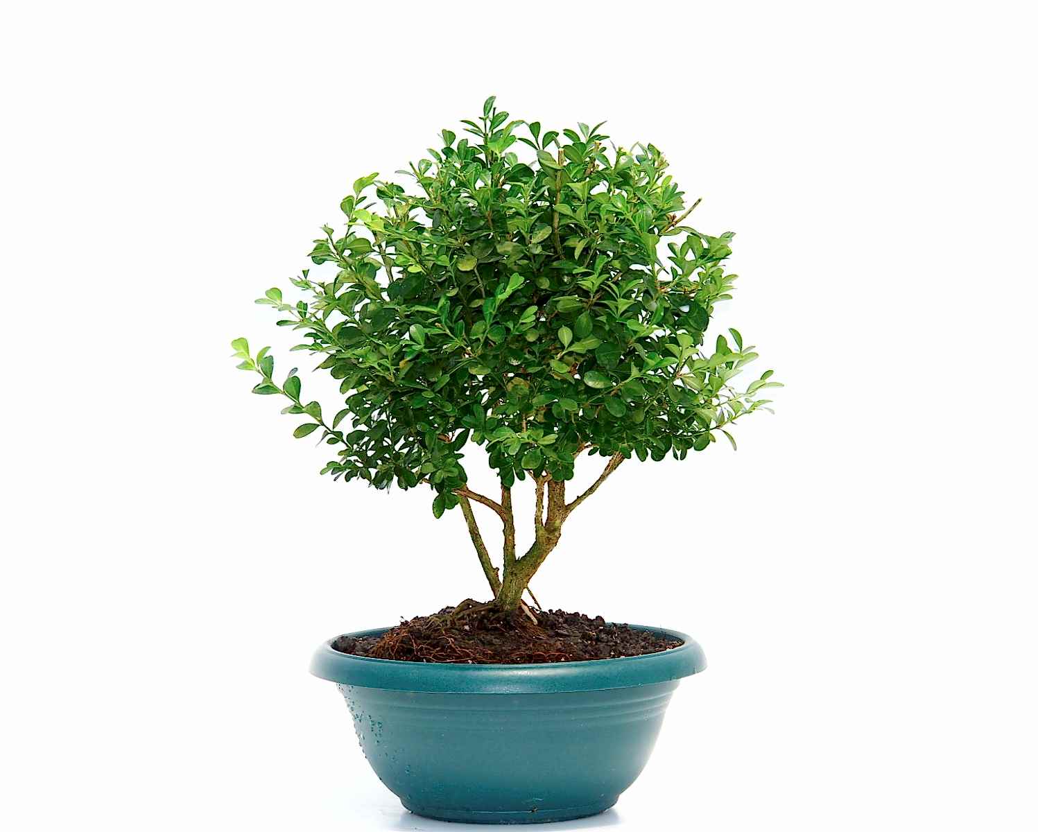 BONSAİ BUXUS - HEDİYELİK EV OFİS BİTKİSİ