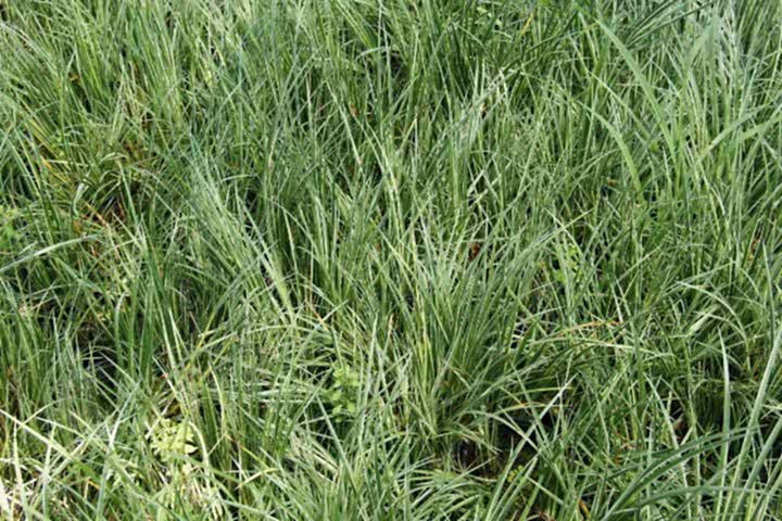 CAREX EVERGOLD 3 ADET - ÇOK YILLIK OTSU BİTKİ