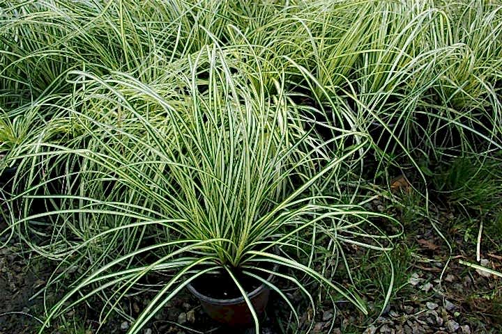 CAREX EVERGOLD 3 ADET - ÇOK YILLIK OTSU BİTKİ
