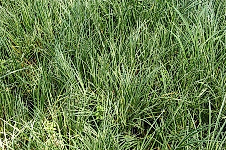 CAREX EVERGOLD 3 ADET - ÇOK YILLIK OTSU BİTKİ