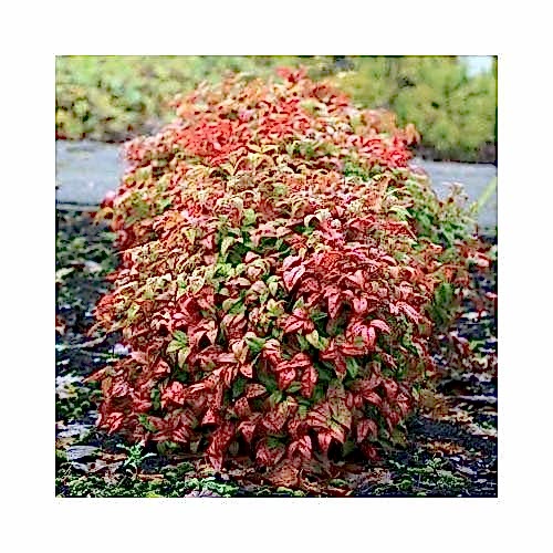 CENNET BAMBUSU - Nandina Domestica