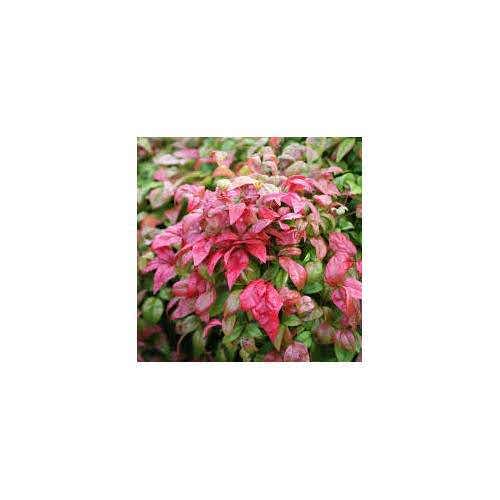 CENNET BAMBUSU - Nandina Domestica