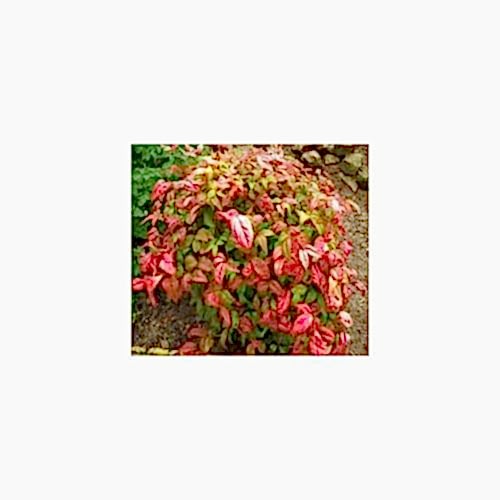 CENNET BAMBUSU - Nandina Domestica