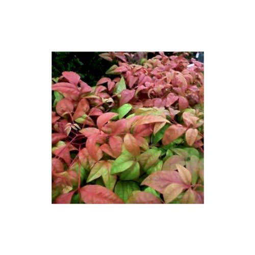 CENNET BAMBUSU - Nandina Domestica