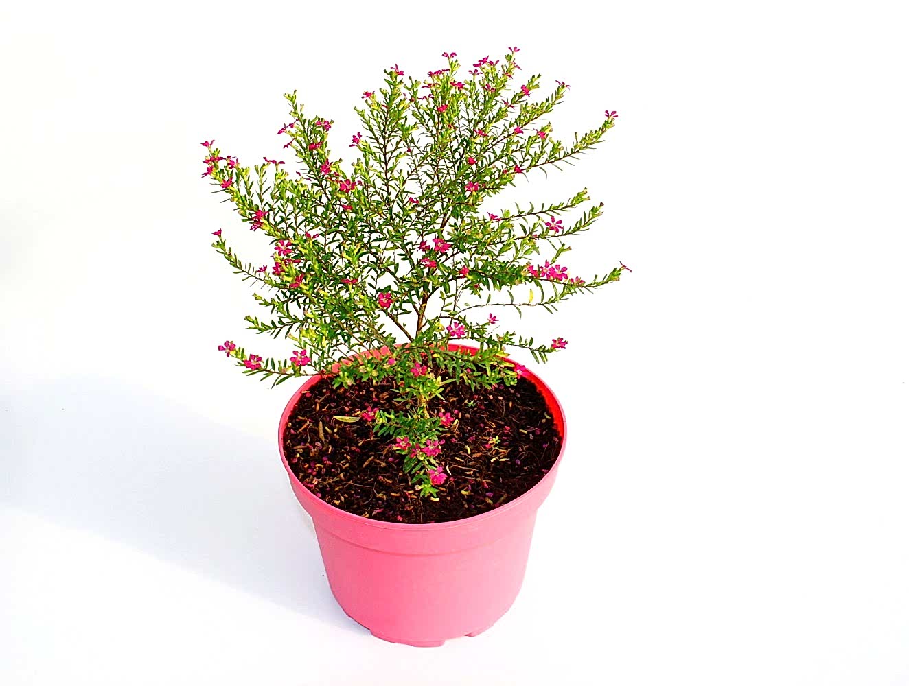 CENNET ÇİÇEĞİ - PEMBE SAKSIDA HEDİYELİK