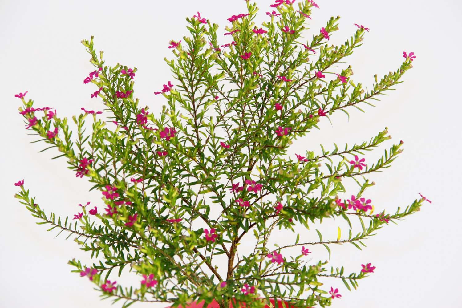 CENNET ÇİÇEĞİ - PEMBE SAKSIDA HEDİYELİK