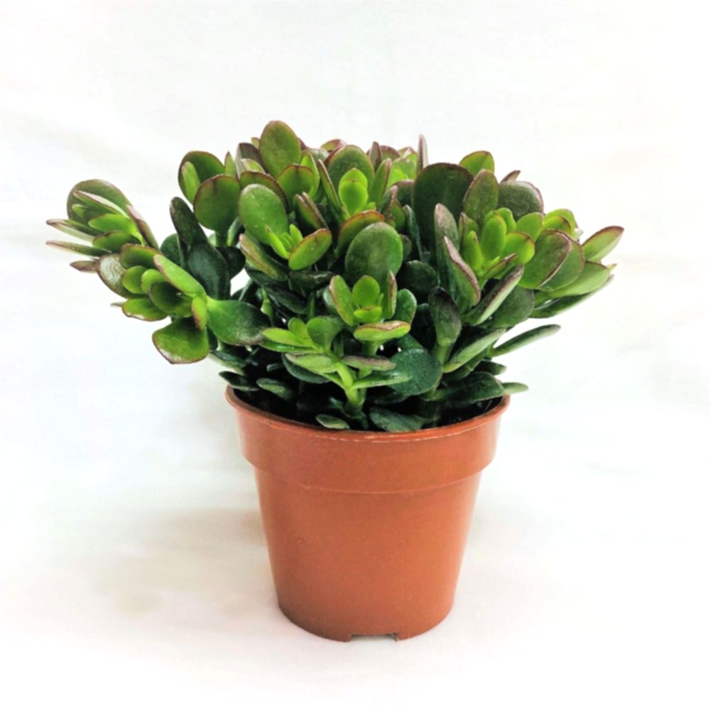 Crassula Ovata - Para ve Şans Bitkisi - 5 ADET SUKULENT - TERARY