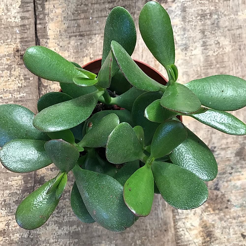 Crassula Ovata - Para ve Şans Bitkisi - 5 ADET SUKULENT - TERARY