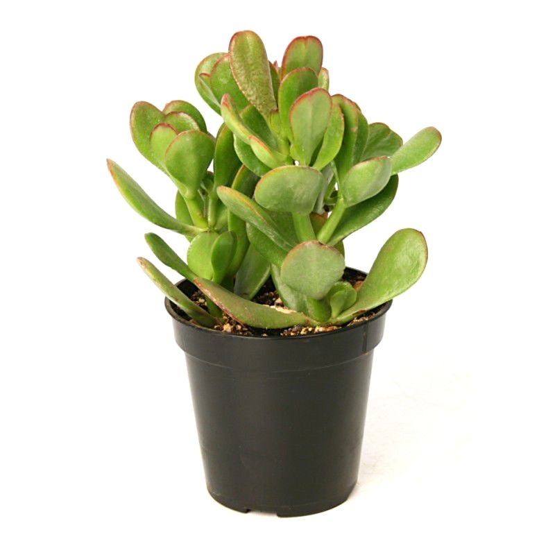 Crassula Ovata - Para ve Şans Bitkisi - 5 ADET SUKULENT - TERARY