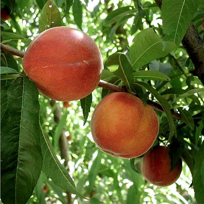 Cresthaven Şeftali  Fidanı 3 Yaş Tüplü ve Aşılı