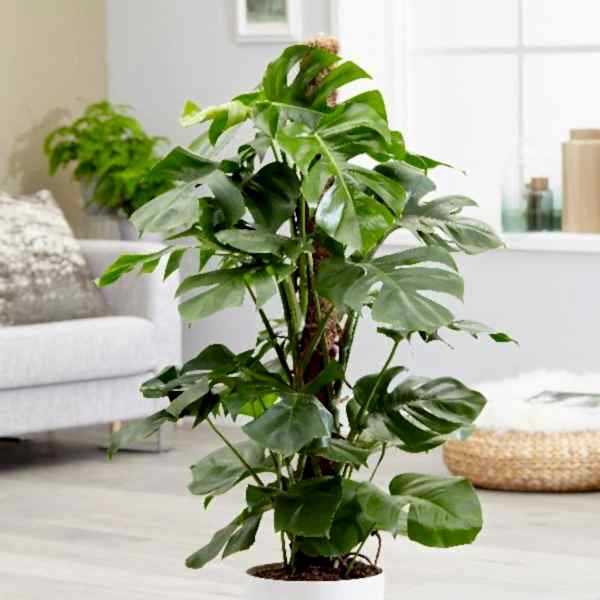 DEVE TABANI MONSTERA - HEDİYELİK EV OFİS BİTKİSİ