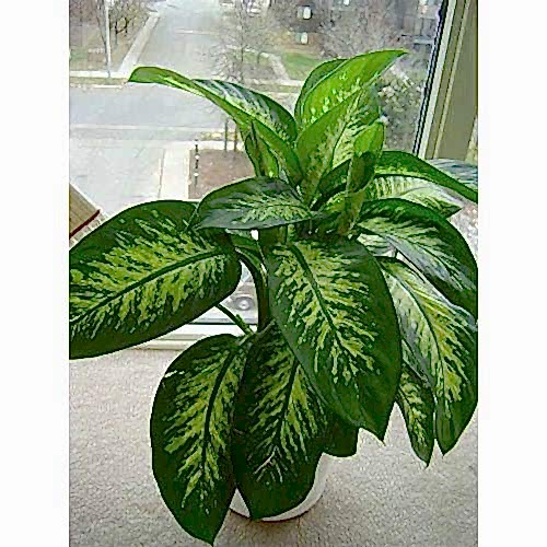 DİFENBAHYA SALON BİTKİSİ - Dieffenbachia Tropic Snow 60-80 cm