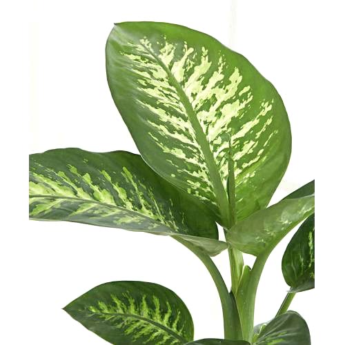 DİFENBAHYA SALON BİTKİSİ - Dieffenbachia Tropic Snow 60-80 cm