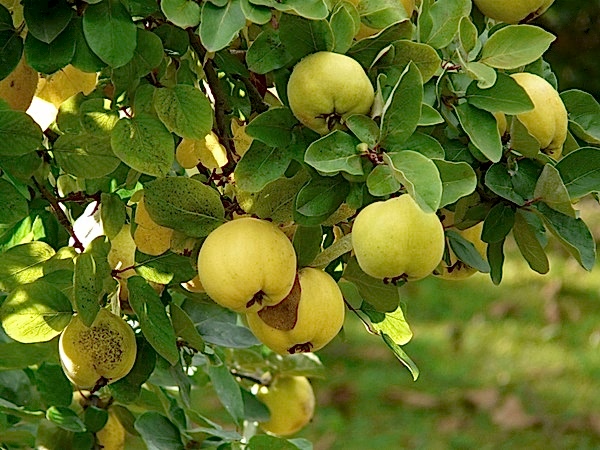 Ege 22 Ayva Fidanı 3 Yaş Tüplü ve Aşılı 5 Adet