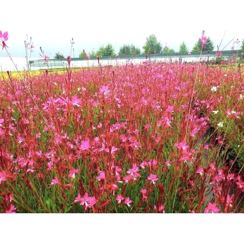 GAURA ÇİÇEĞİ 5 ADET - ÇOK YILLIK DIŞ MEKAN ÇİÇEĞİ