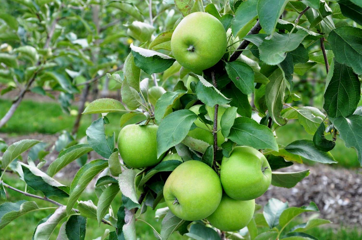 GRANNY SMITH ELMA FİDANI 1 ADET - Aşılı ve Tüplü