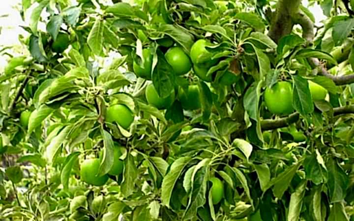 GRANNY SMITH ELMA FİDANI 1 ADET - Aşılı ve Tüplü