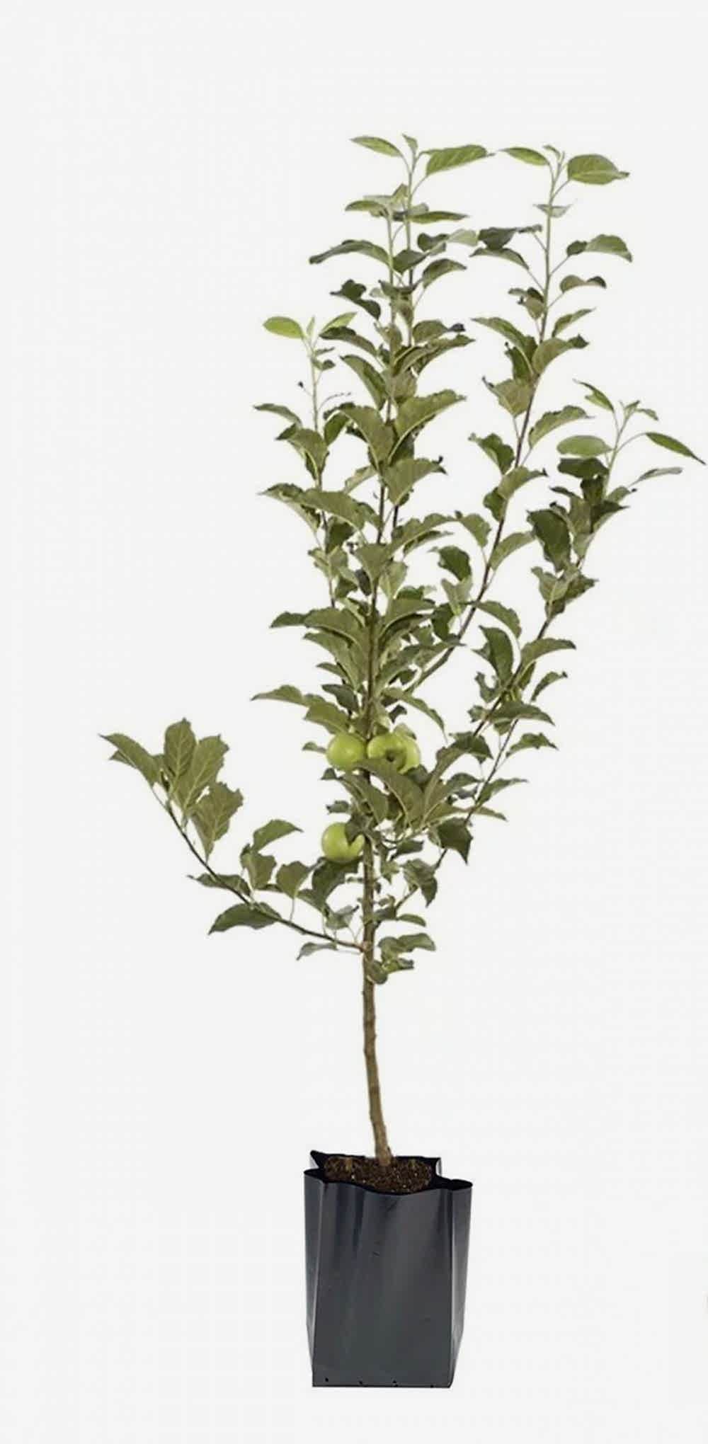 GRANNY SMITH ELMA FİDANI 1 ADET - Aşılı ve Tüplü
