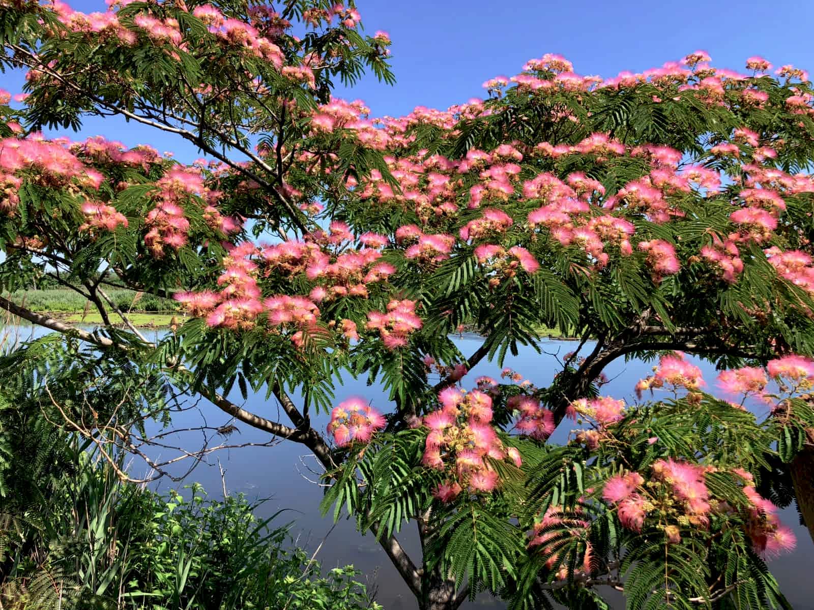 gulibrisim-fidani-ipek-agaci-albizia-julibrissin_1.jpg?v=1720079689