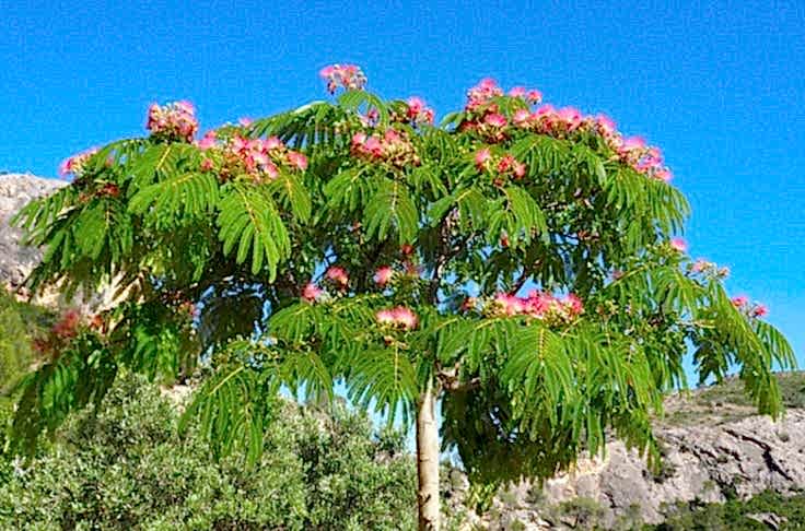 GÜLİBRİŞİM FİDANI - İPEK AĞACI (Albizia Julibrissin)