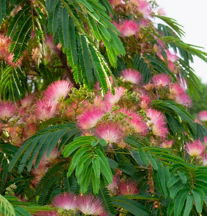 gulibrisim-fidani-ipek-agaci-albizia-julibrissin_3.jpg?v=1720079690