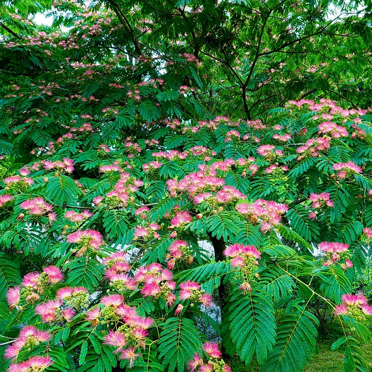 GÜLİBRİŞİM FİDANI - İPEK AĞACI (Albizia Julibrissin)