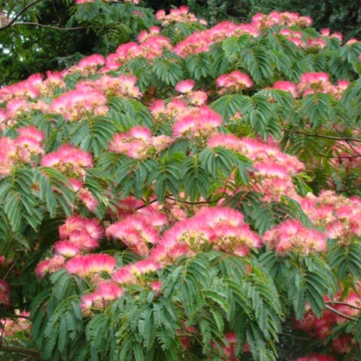 GÜLİBRİŞİM FİDANI - İPEK AĞACI (Albizia Julibrissin)