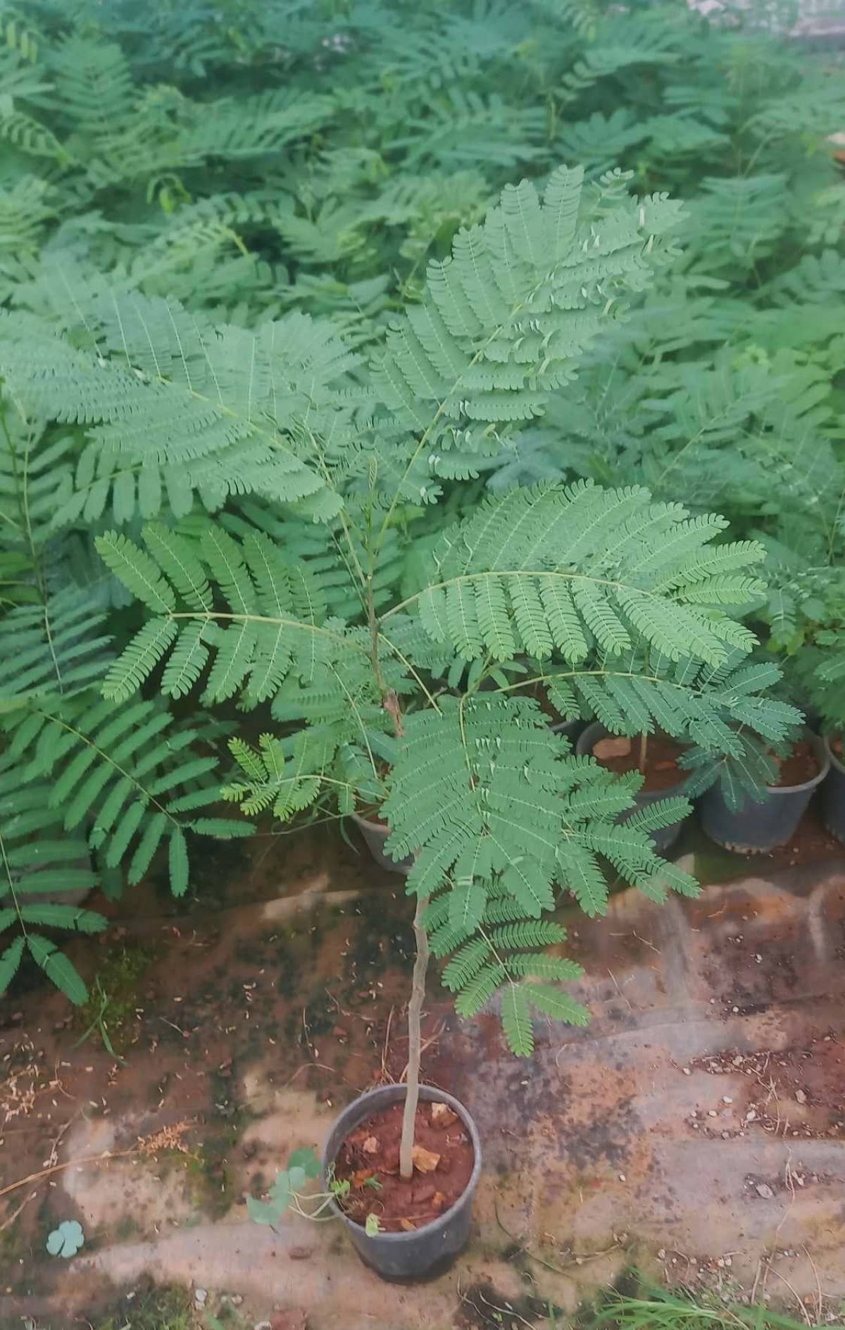 GÜLİBRİŞİM FİDANI - İPEK AĞACI (Albizia Julibrissin)