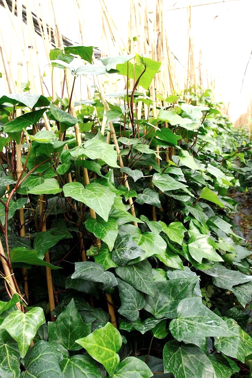 HEDERA ORMAN SARMAŞIĞI 1.5 Metre