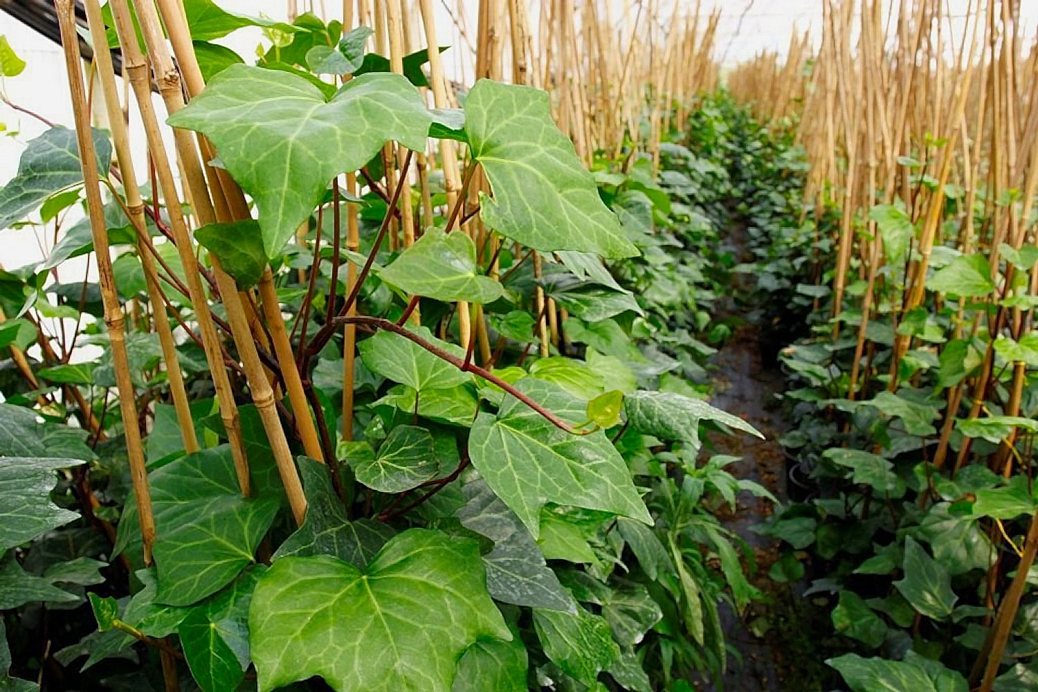 HEDERA ORMAN SARMAŞIĞI 1.5 Metre