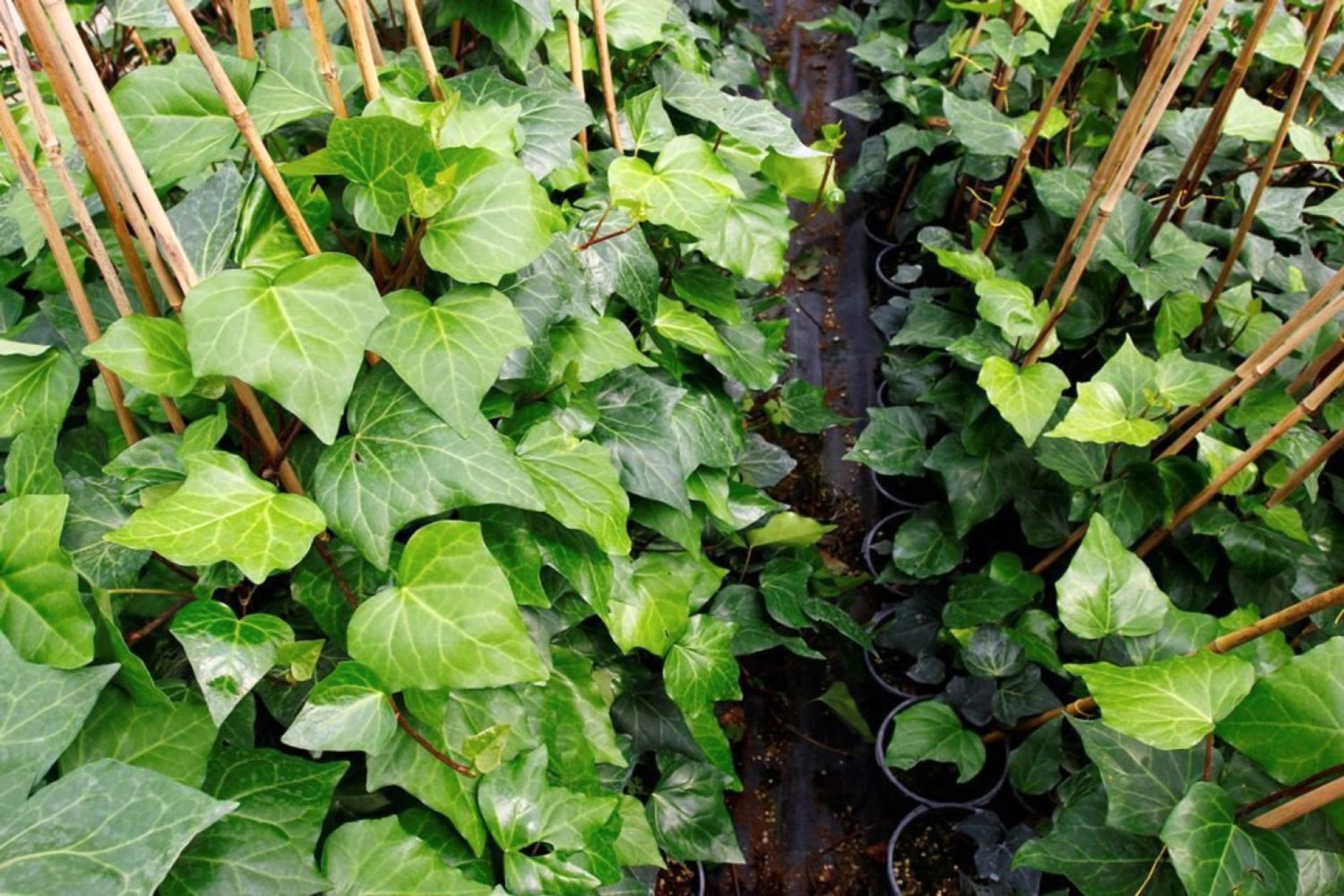 HEDERA ORMAN SARMAŞIĞI 1.5 Metre